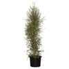 330mm Pittosporum Silver Sheen - Pittosporum tenuifolium