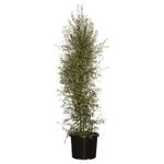 330mm Pittosporum Silver Sheen - Pittosporum tenuifolium