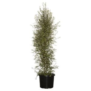 330mm Pittosporum Silver Sheen - Pittosporum tenuifolium