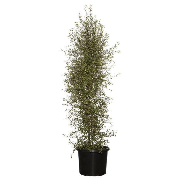 330mm Pittosporum Silver Sheen - Pittosporum tenuifolium