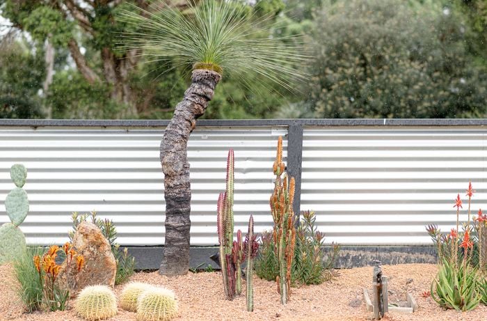 Colourful cactuses in garden