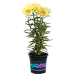 14cm Shasta Daisy - Leucanthemum vulgare