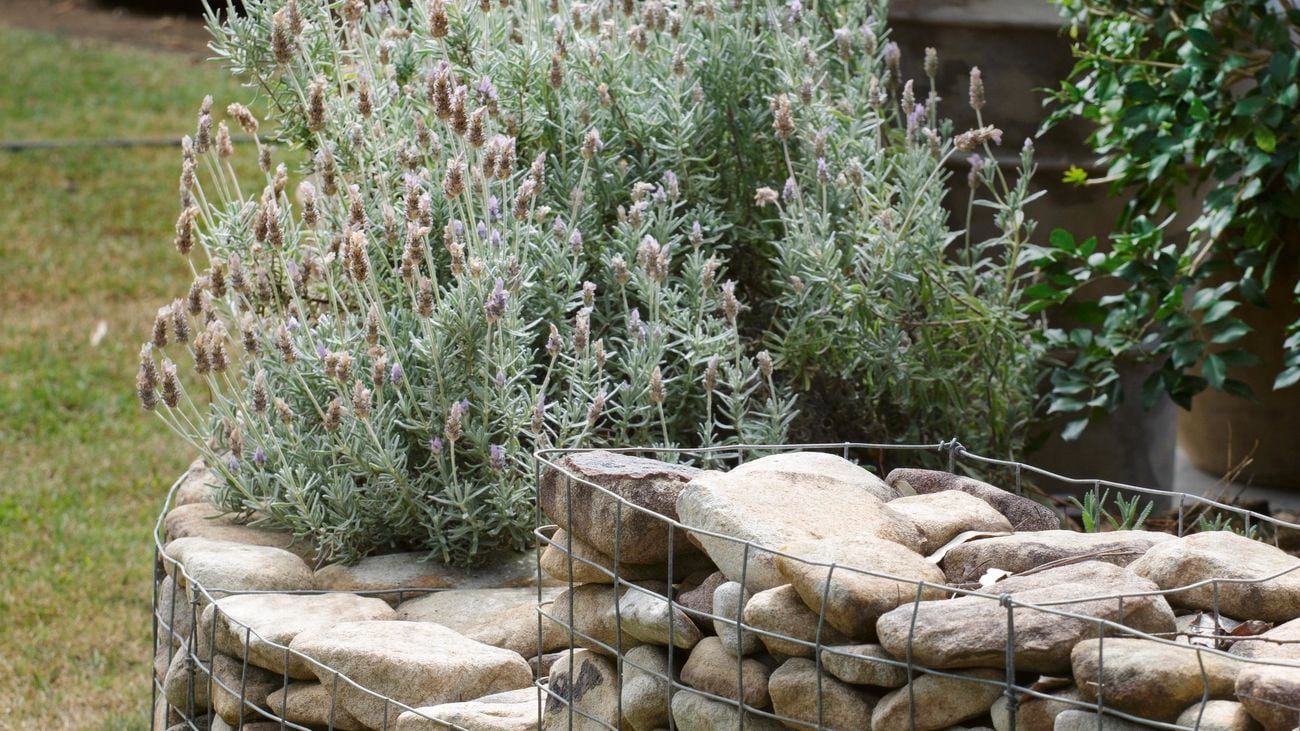 Lavender growing in a stone wall garden bed