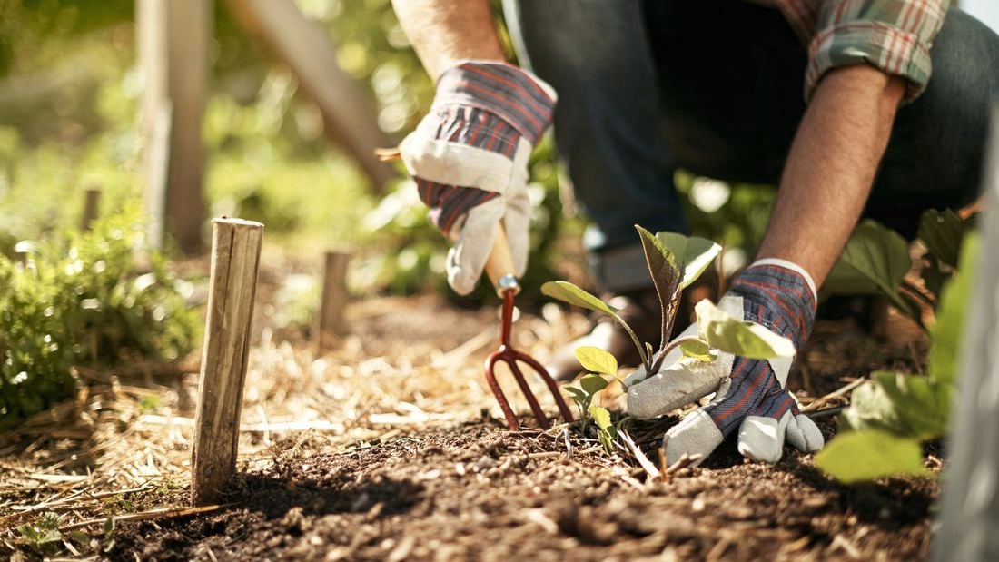 A gardener aerating soil in a garden bed
