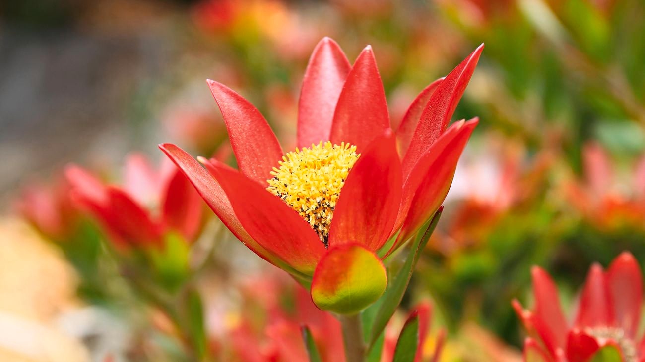 Red native plant
