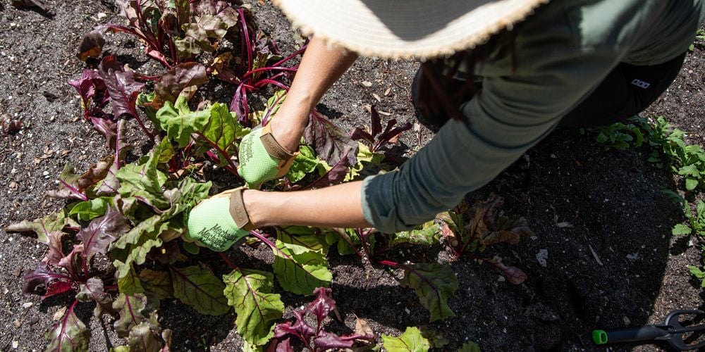 Person removing plants in the garden wearing a wide sun hat and gloves