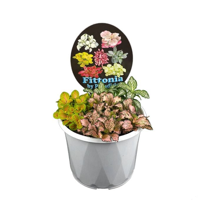 130mm Indoor Triple Planted Mix Nerve Plants - Fittonia albivenis 