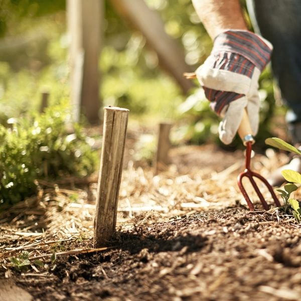 A gardener aerating soil in a garden bed