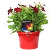170mm Nicotiana Red - Nicotiana x alata