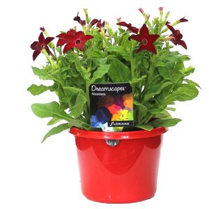 170mm Nicotiana Red - Nicotiana x alata