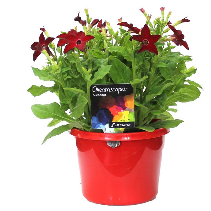 170mm Nicotiana Red - Nicotiana x alata