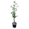 1.3L Sasanqua - Camellia Assorted