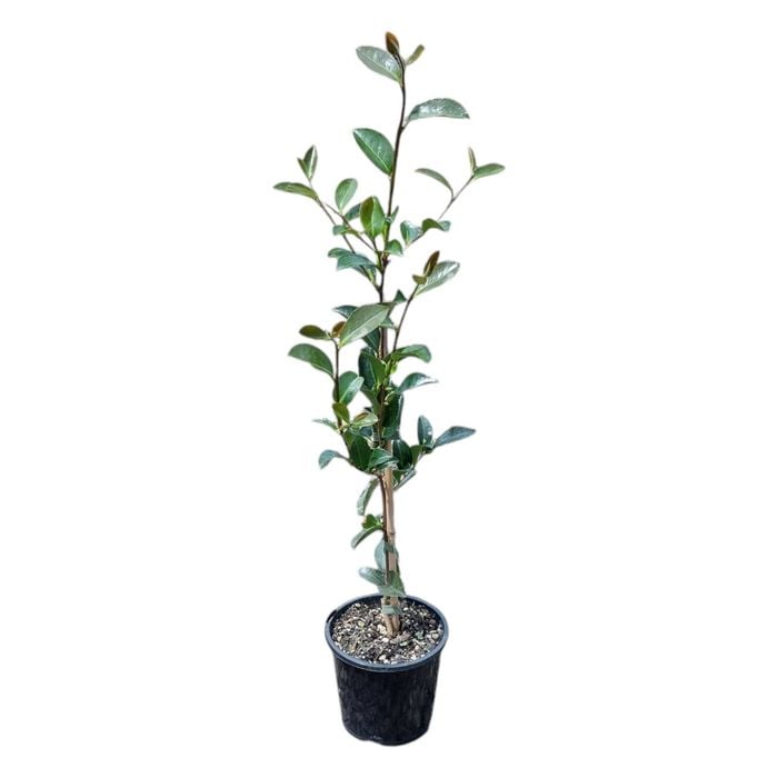 1.3L Sasanqua - Camellia Assorted