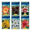 Fiesta Asiatic Lilium Bulbs