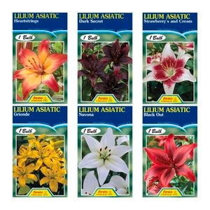 Fiesta Asiatic Lilium Bulbs