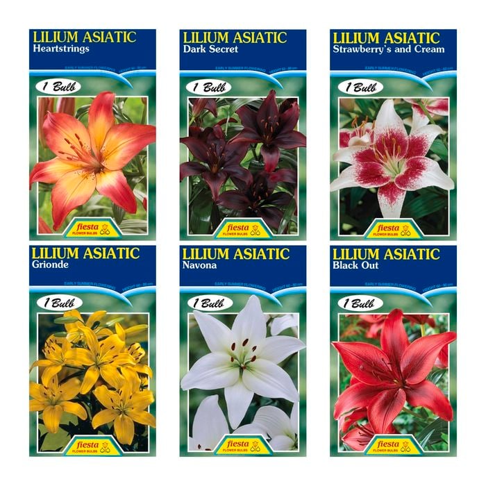 Fiesta Asiatic Lilium Bulbs