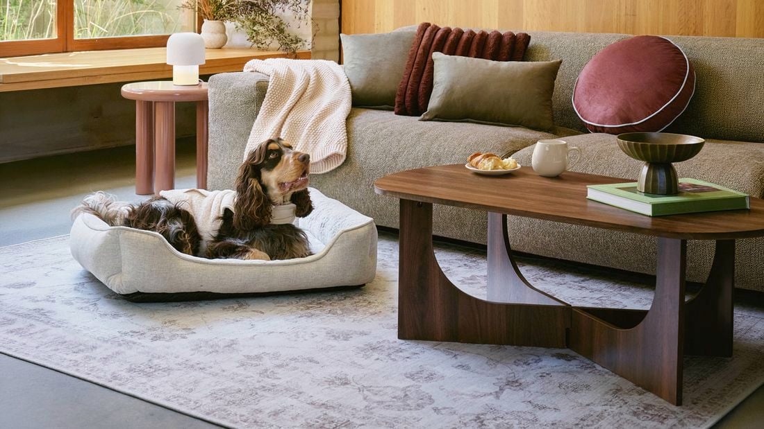 A brown and white dog in a dog bed rests on a patterned rug in a living room with a brown sofa with cushions and a throw blanket. A coffee table sits in front of the sofa.]
