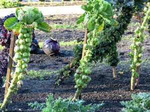 Tall stalks covered in brussel sprouts.