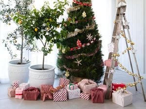 Four different types of Christmas trees, surrounded by gifts.