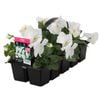 10 Cell Pansy Large White - Viola x wittrockiana