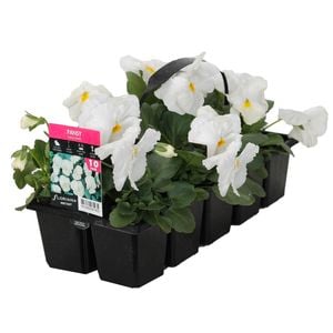 10 Cell Pansy Large White - Viola x wittrockiana