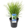 180mm Lomandra Lime Tuff - Lomandra longifolia x confertifolia ssp. Pallida