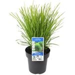 180mm Lomandra Lime Tuff - Lomandra longifolia x confertifolia ssp. Pallida