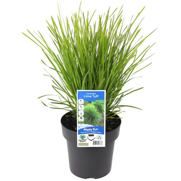 180mm Lomandra Lime Tuff - Lomandra longifolia x confertifolia ssp. Pallida