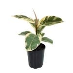 125mm Rubber Ficus Tineke - Ficus elastica