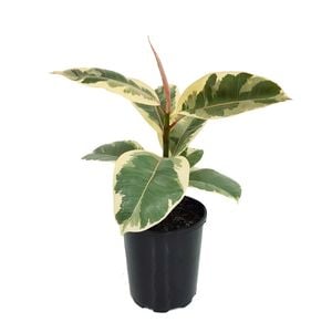 125mm Rubber Tree - Ficus elastica Tineke
