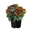 Gardening Solutionz 19cm Rudbeckia Sunbeckia Sarah