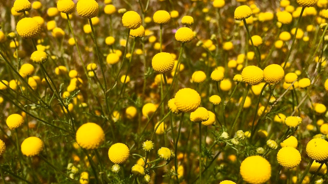 a field of billy button plants set up and growing