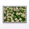 Daisies Flowers Plants in Bloom  Print 100% Australian Made 120x90cm  (Poster)