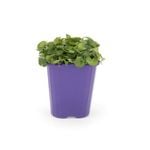85mm Step-ables - Dichondra Repens