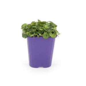 85mm Step-ables - Dichondra Repens