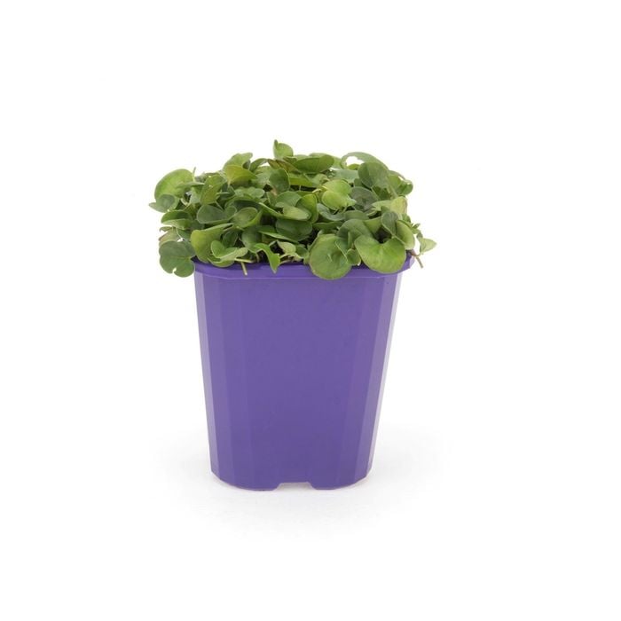 85mm Step-ables - Dichondra Repens