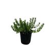 140mm Myoporum Broad Leaf White - Myoporum parvifolium