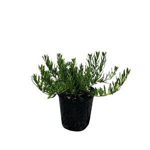 140mm Myoporum Broad Leaf White - Myoporum parvifolium