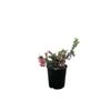 140mm Grevillea Strawberry Smoothie - Grevillea hybrid