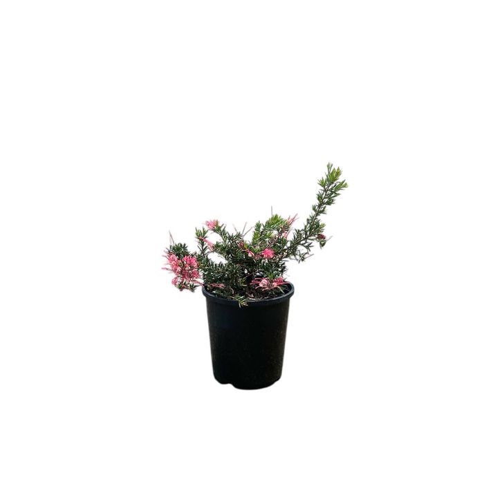 140mm Grevillea Strawberry Smoothie - Grevillea hybrid