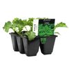 6 Cell Kale Curly - Brassica oleracea