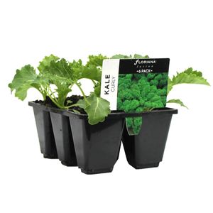 6 Cell Kale Curly - Brassica oleracea