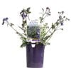140mm Polemonium Heaven Scent - Polemonium hybrid