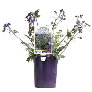 140mm Polemonium Heaven Scent - Polemonium hybrid