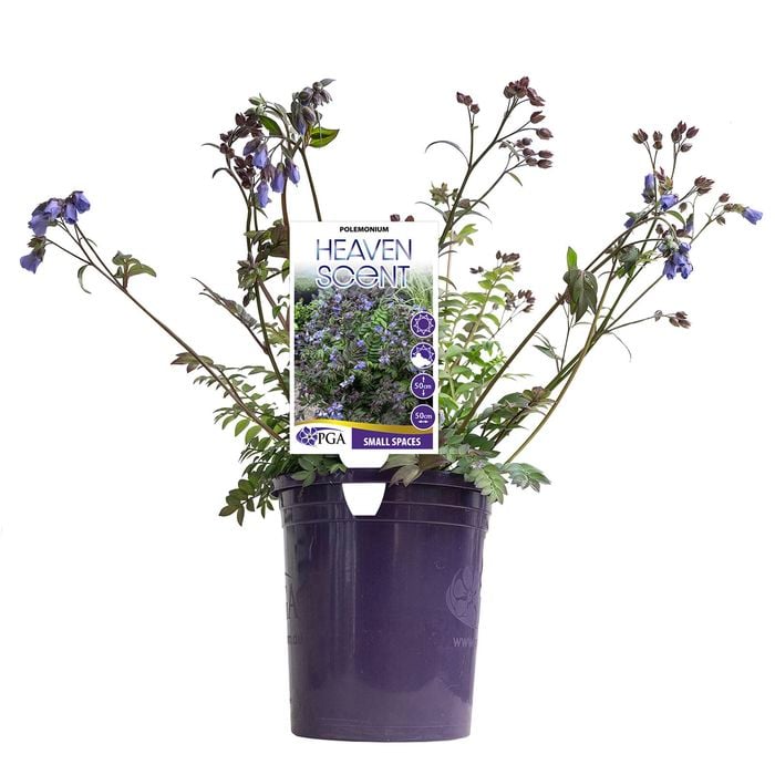 140mm Polemonium Heaven Scent - Polemonium hybrid