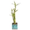 Lucky Bamboo Size D Ceramic Pot - Dracaena sanderiana