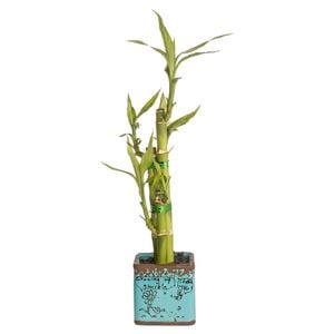 Lucky Bamboo Size D Ceramic Pot - Dracaena sanderiana