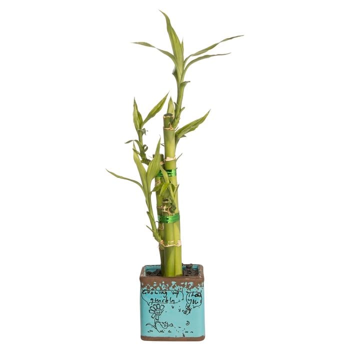 Lucky Bamboo Size D Ceramic Pot - Dracaena sanderiana