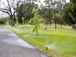 A grassy area with several sprinklers actively watering the lawn.