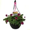 200mm Cool Wave Pansy Raspberry Hanging Basket - Viola wittrockiana